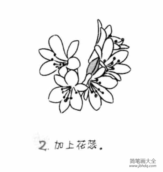 儿童花朵简笔画君子兰