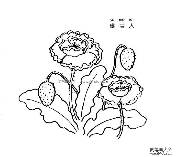 虞美人简笔画