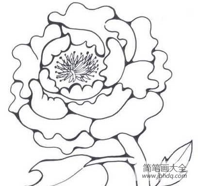 牡丹花朵简笔画 美丽的花朵简笔画