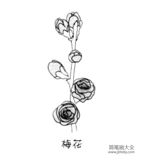 儿童花朵简笔画梅花