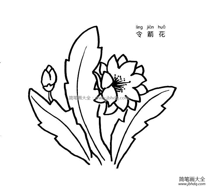 令箭花简笔画