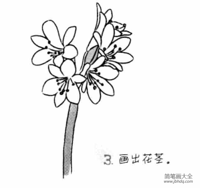 儿童花朵简笔画君子兰