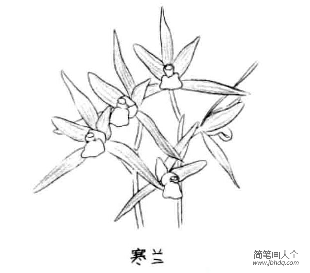 儿童花朵简笔画寒兰