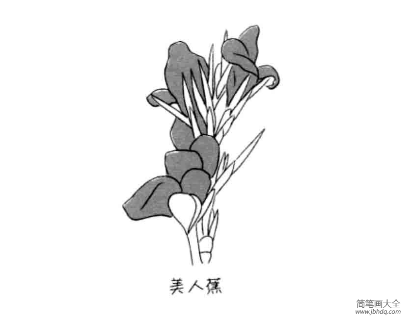 花朵简笔画大全 美人蕉