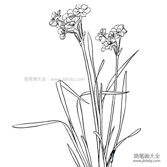 儿童水仙花简笔画