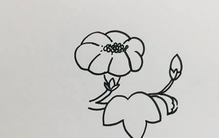 牵牛花简笔画