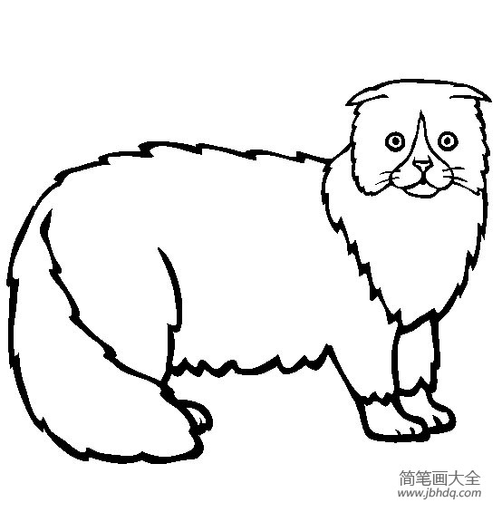 猫咪图片 苏格兰折耳猫简笔画