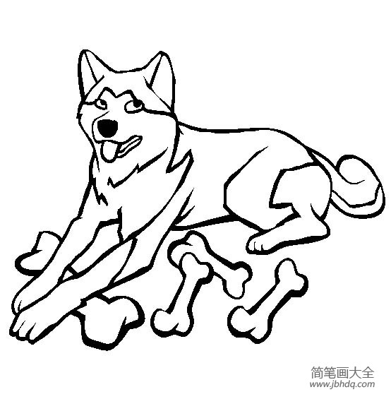 小狗图片大全 秋田犬简笔画图片