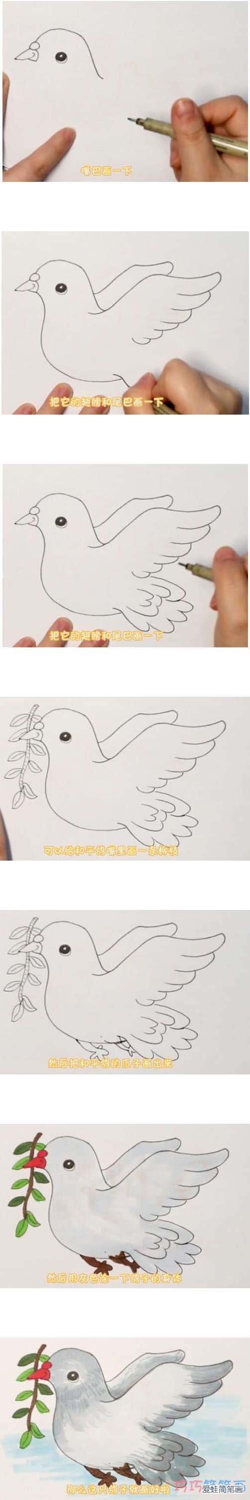 教你一步一步手绘和平鸽简笔画