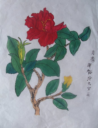 艳丽的月季花