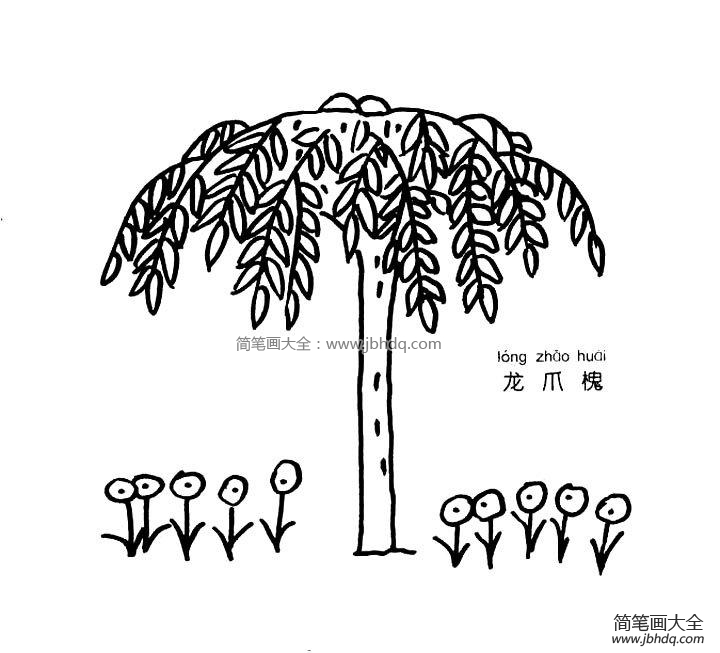 龙爪槐简笔画