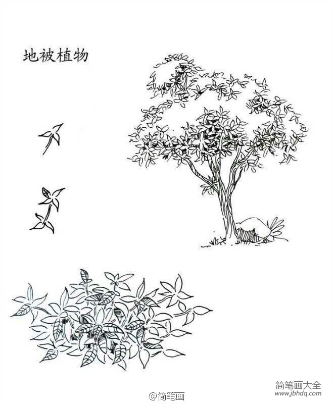 植物图片 地被植物简笔画画法