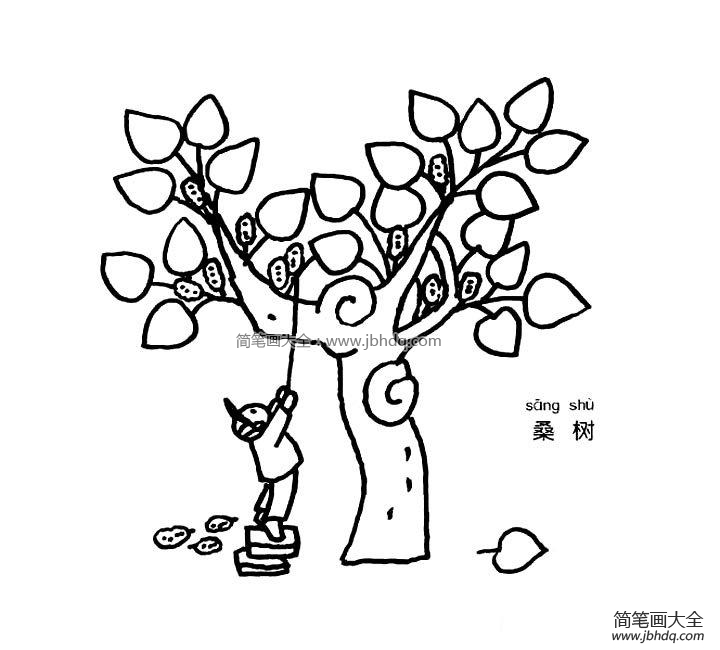 桑树简笔画