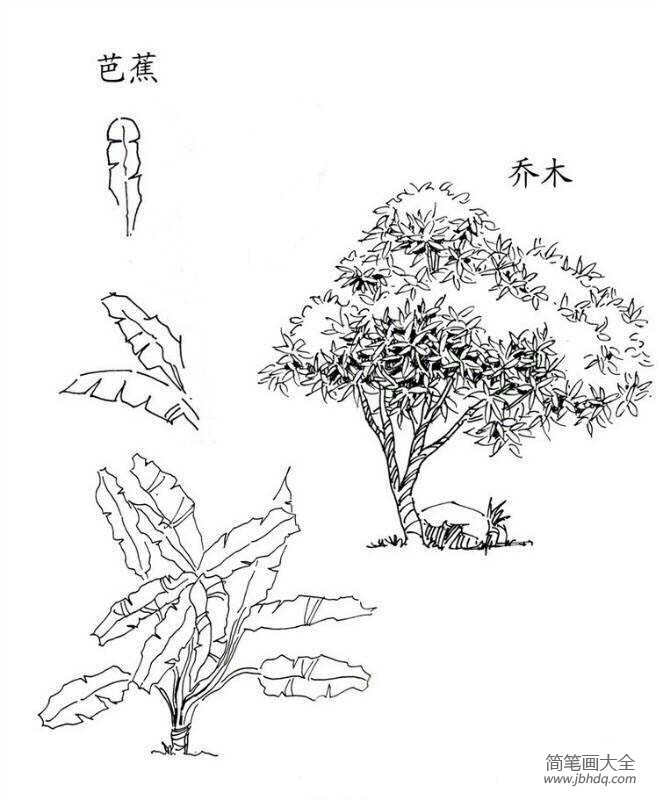 植物图片 芭蕉和乔木简笔画图片