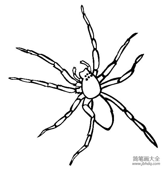 昆虫图片 囊蜘蛛简笔画图片