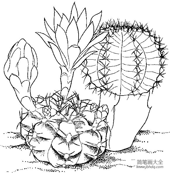 植物简笔画大全 仙人球简笔画