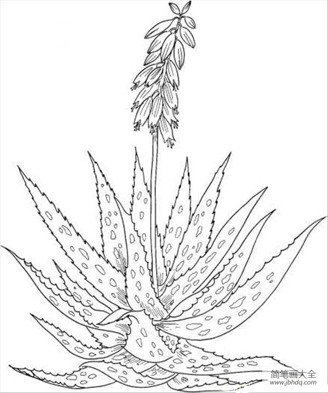 植物简笔画大全 芦荟简笔画图片