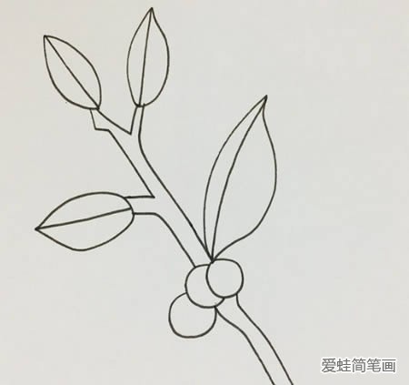 冬青树简笔画