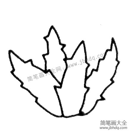 芦荟简笔画大全及画法步骤