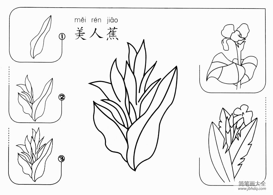 美人蕉怎么画