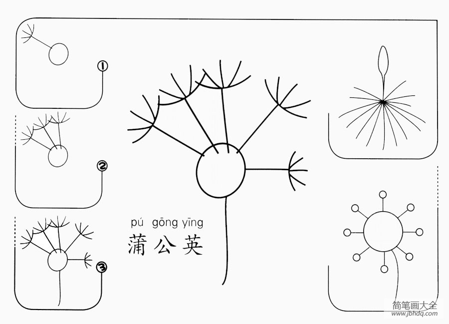 蒲公英怎么画