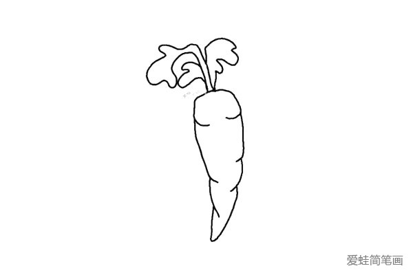 3.从在胡萝卜顶端的中间画上它的叶子。小叶子画完后在中间的位置画一个大一些的叶子。