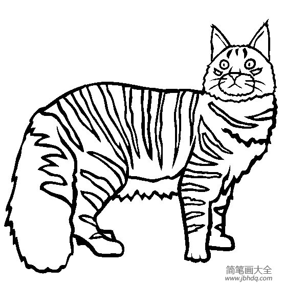 猫咪简笔画 缅因猫简笔画图片