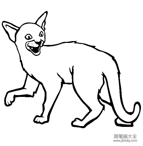 猫咪图片 简笔画阿比西尼亚猫