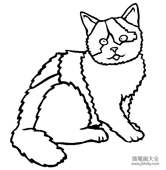 猫咪图片 英国短毛猫简笔画