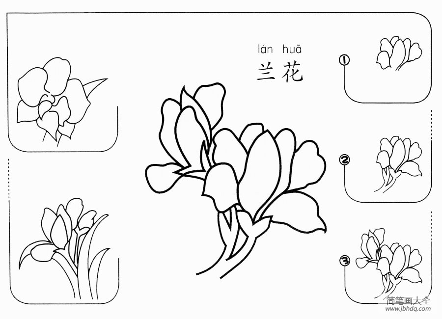 兰花怎么画