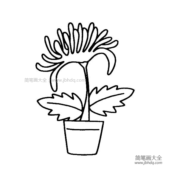 花盆里的花朵简笔画