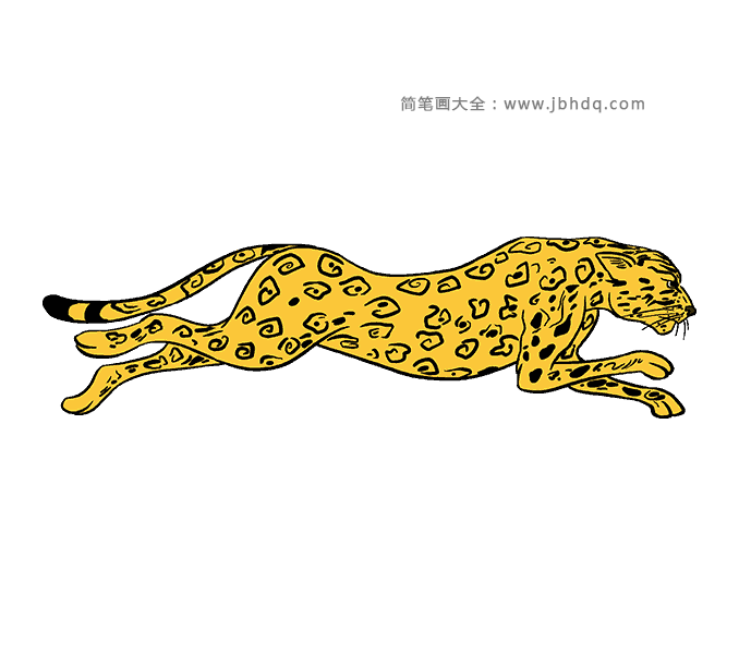 猎豹简笔画图片2