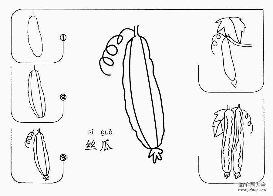 丝瓜怎么画