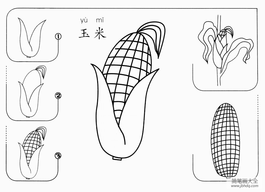 玉米怎么画