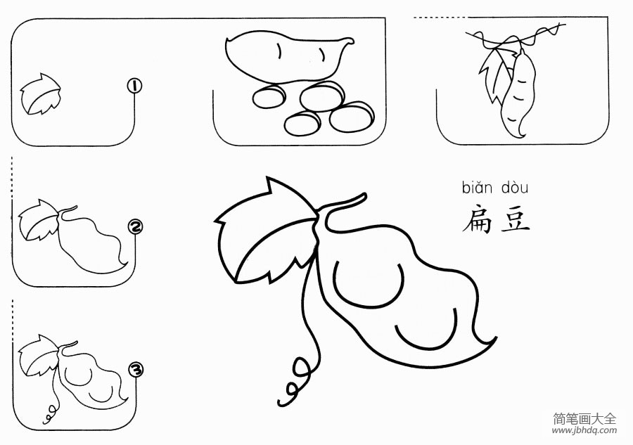 扁豆怎么画