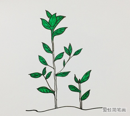 茶树简笔画