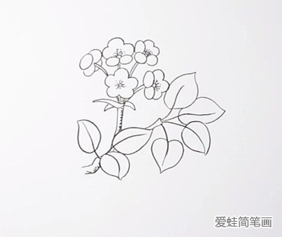 梨花简笔画