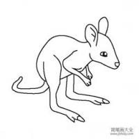 动物简笔画 可爱的小袋鼠简笔画图片