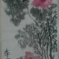 牡丹开花