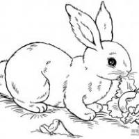 吃萝卜的兔子