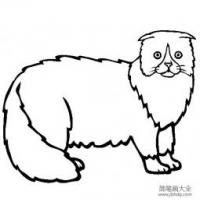 猫咪图片 苏格兰折耳猫简笔画