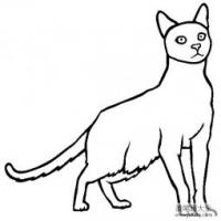 猫咪图片 哈瓦那褐色猫简笔画