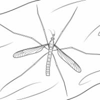 简单的蚊子简笔画