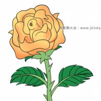 漂亮的黄玫瑰简笔画图片