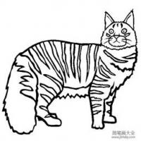 猫咪简笔画 缅因猫简笔画图片