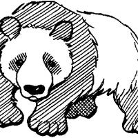 大熊猫的画法