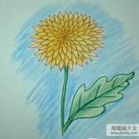 教你如何画菊花