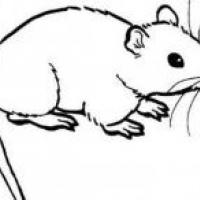 关于老鼠的简笔画