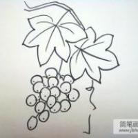 葡萄的简笔画画法