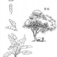 植物图片 芭蕉和乔木简笔画图片
